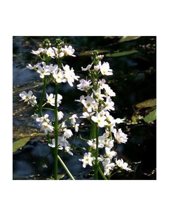 Globuli Water Violet Nr. 34 Fiori di Bach BIO