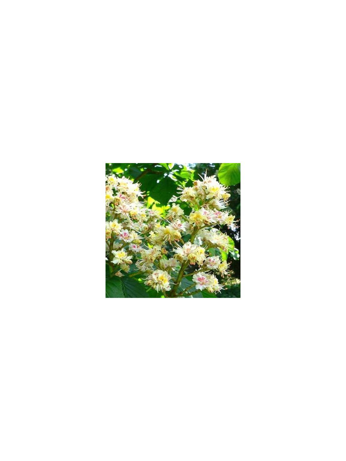 White Chestnut no. 35 globules Just's Organic Bach Flowers
