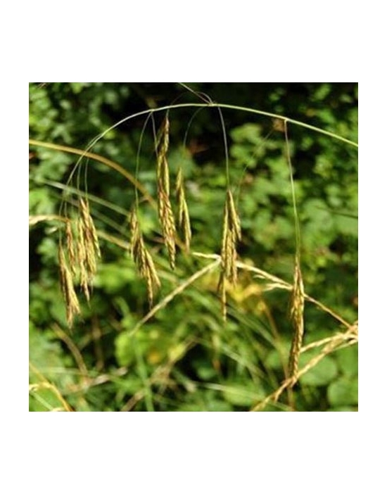 Globuli Wild Oat Nr. 36 Fiori di Bach BIO granuli