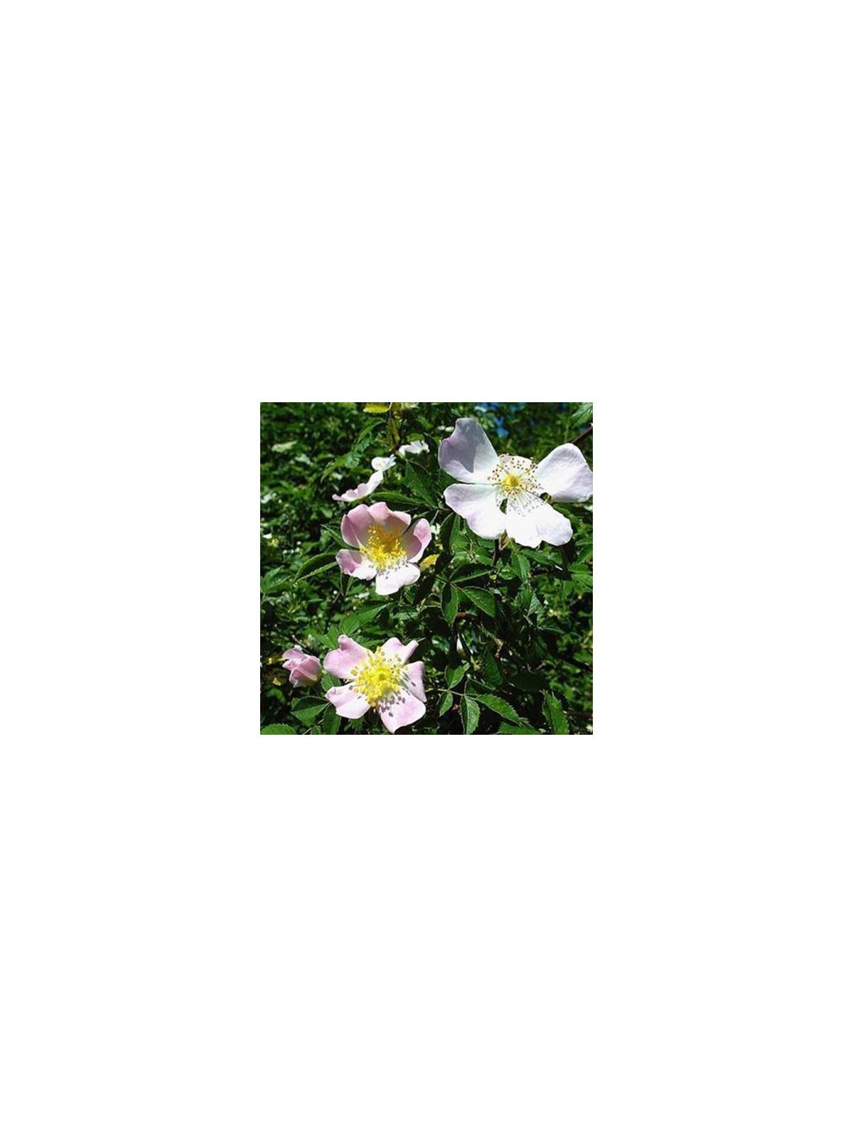 Wild Rose Nr. 37 original englische Bio Bachblüten Heckenrose
