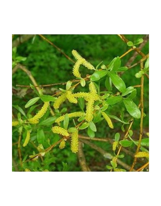 Willow No. 38 globules Just's Organic Bach Flowers