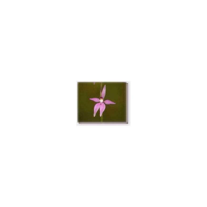 Bachblüten Pink Fairy Orchid Living Essences