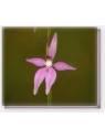 Pink Fairy Orchid Living Essences