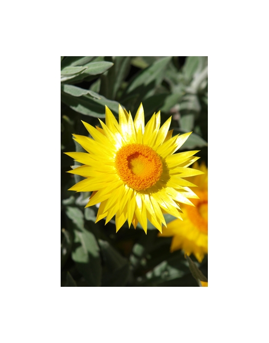 Everlasting Buschblüten Blüte Australian Flower Essenes