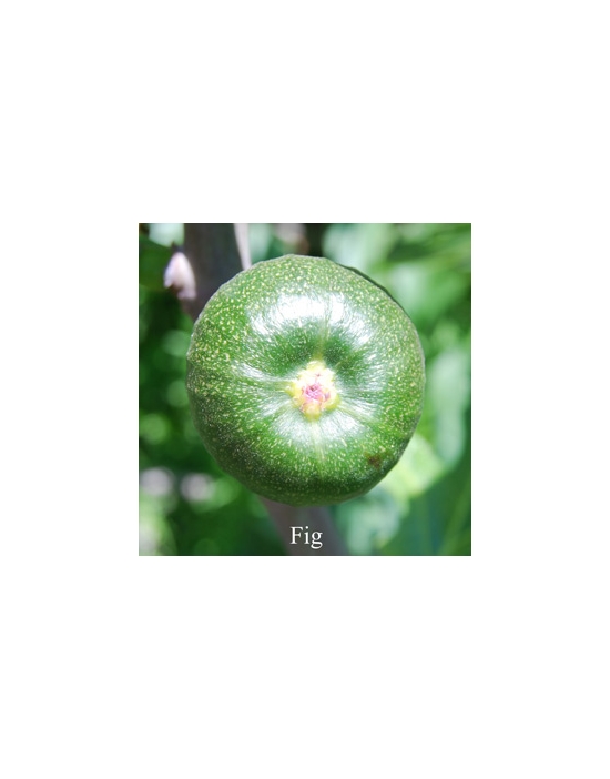 Fig flower Australian Flower Essences