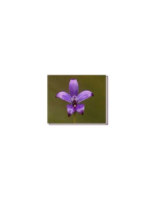 Buschchblüten Purple Enamel Orchid Living Essences