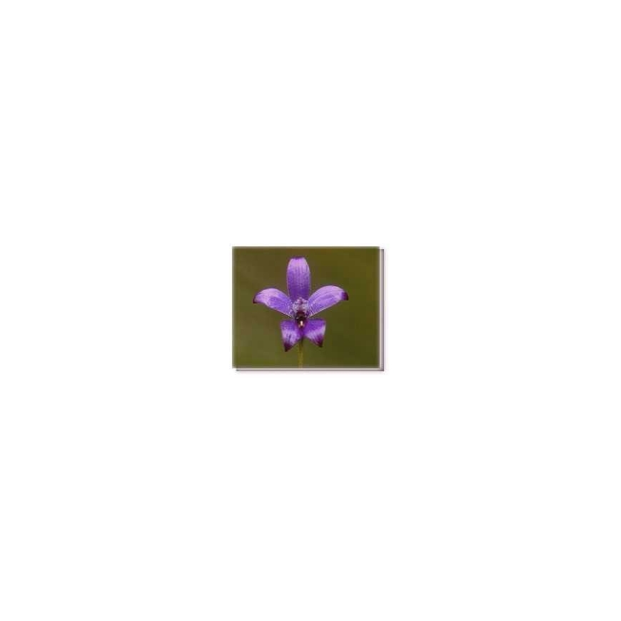 Purple Enamel Orchid Living Essences