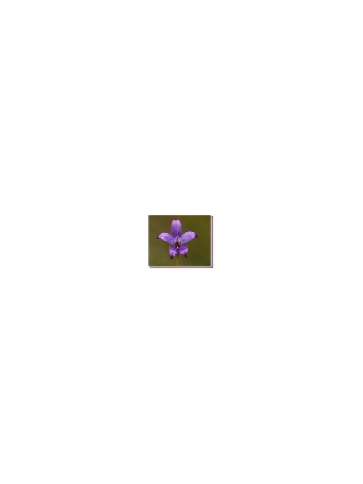 Fiore Purple Enamel Orchid Living Essences