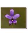 Purple Enamel Orchid Living Essences