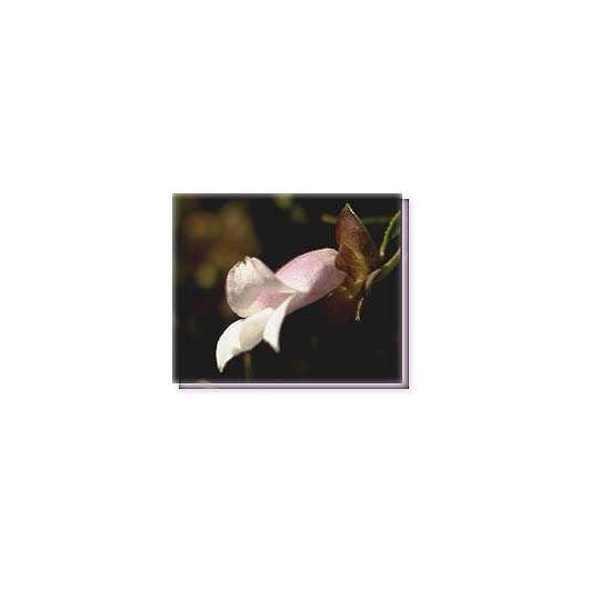 Bachblüten Purple Eremophila Living Essences