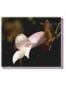 Buschblüten Purple Eremophila Living Essences