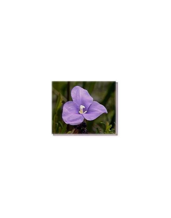 Purple Flag Flower Living Essences