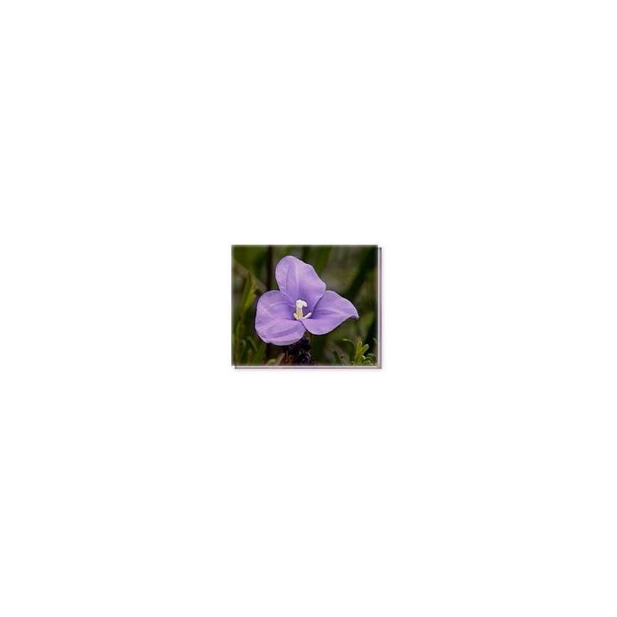 Purple Flag Flower Living Essences