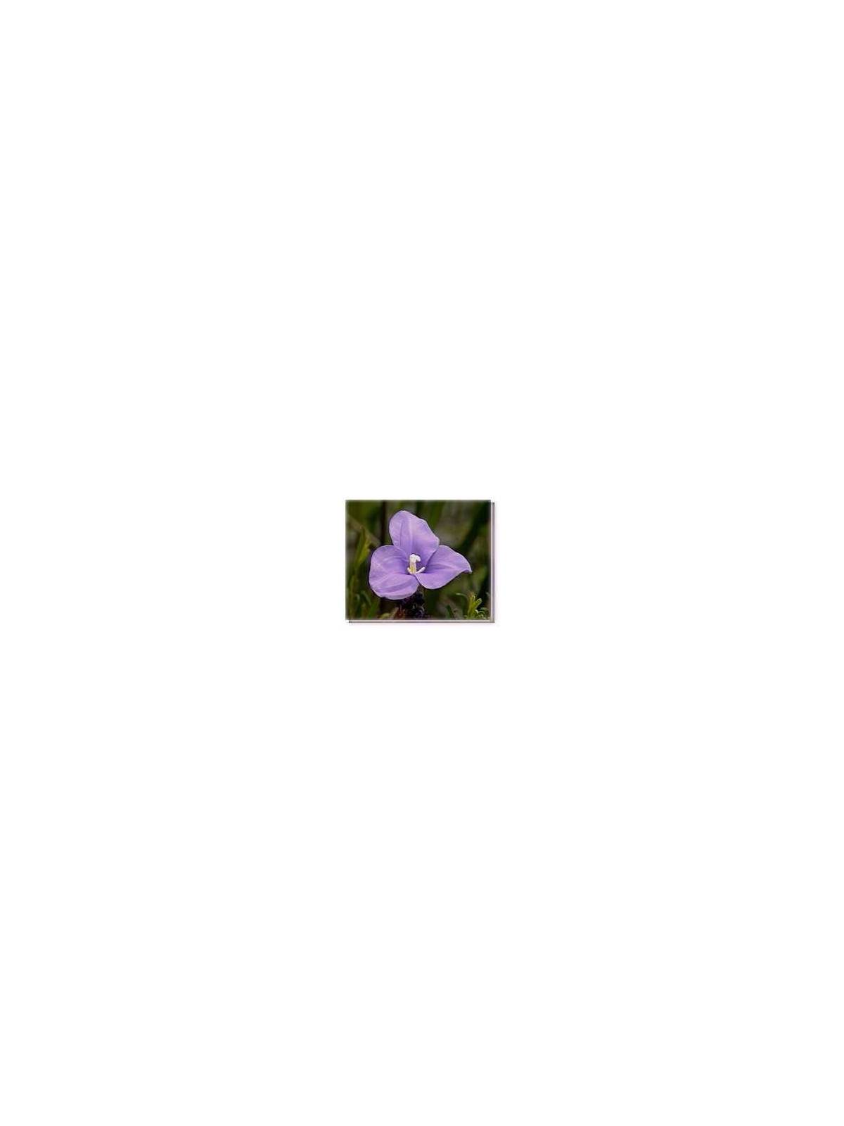 Purple Flag Flower Living Essences