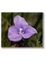 Fiore Purple Flag Flower Living Essences