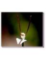 Bachblüten Rabbit Orchid Living Essences