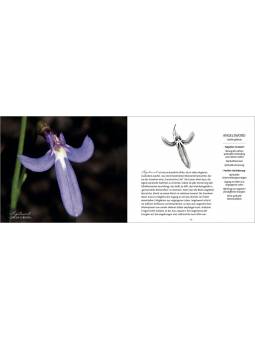 Carte + libretto Australian Bush Flower Essences tedesco