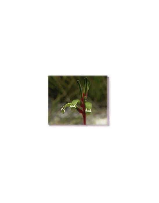 Fiore Red and Green Kangaroo Paw Living Essences