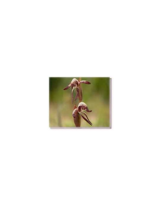Fiore Red Beak Orchid Living Essences