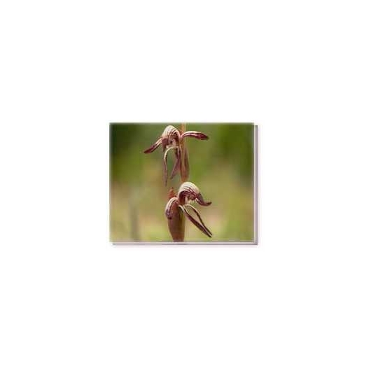Bachblüten Red Beak Orchid Living Essences