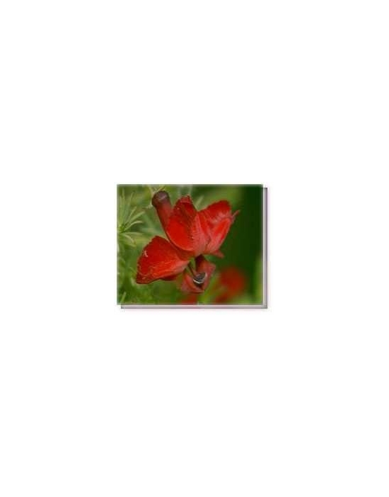 Bachblüten Red Lenschenaultia Living Essences