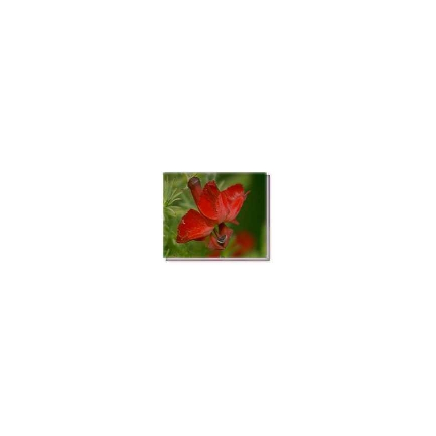Fiore Red Lenschenaultia Living Essences