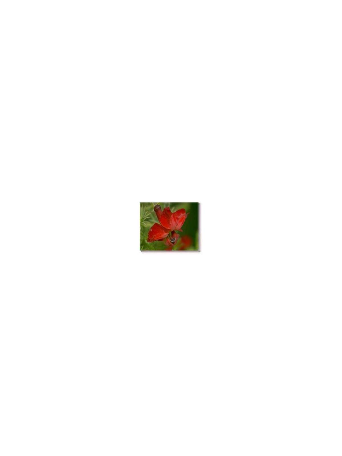 Buschblüten Red Lenschenaultia Living Essences