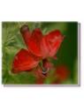 Bachblüten Red Lenschenaultia Living Essences