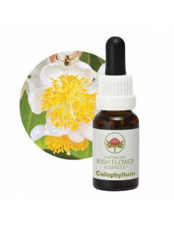 Calophyllum 15 ml Australian Bush Flower Essences Stockbottles