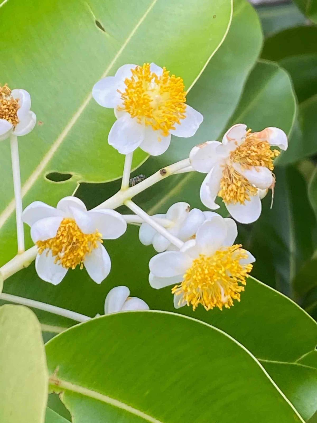 Calophyllum Buschblüten von Australian Bush Flower Essences