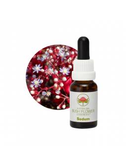 Buschblüten Sedum Australian Bush Flower Essences