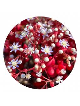 Sedum Buschblüte Australian Bush Flower Essences