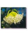 Bushflowers Spirit Faces / Banjine Living Essences