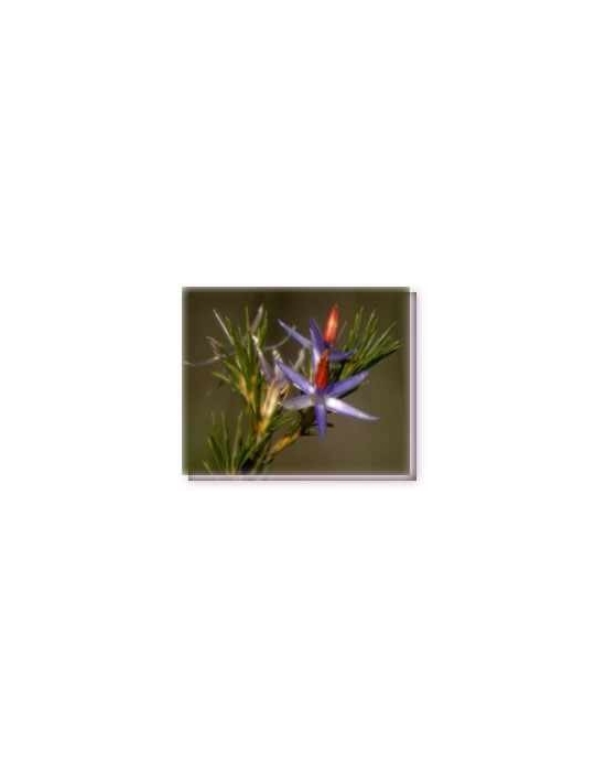 Buschblüten Star of Bethlehem Living Essences of Australia