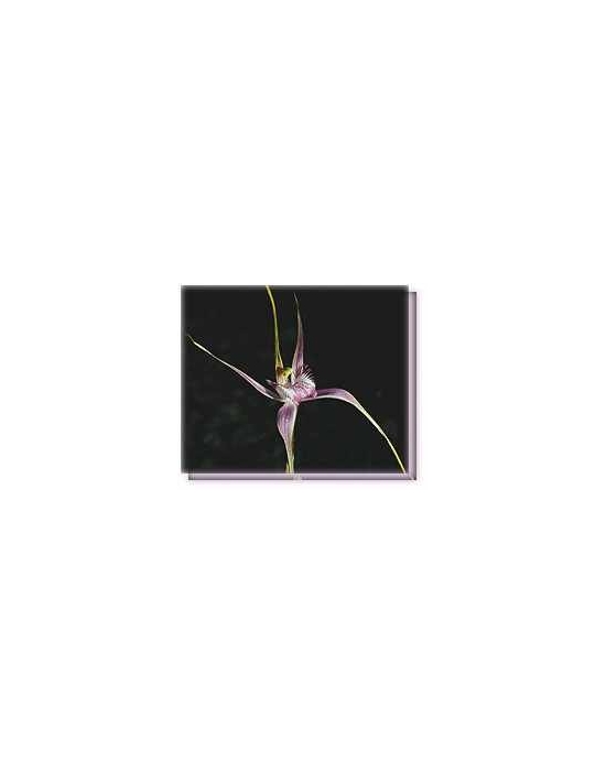 Buschblüten Start's Spider Orchid Living Essences