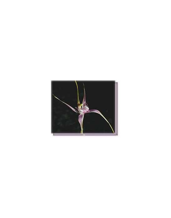 Bachblüten Start´s Spider Orchid Living Essences