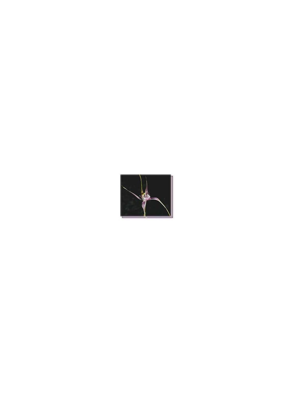Fiore Start´s Spider Orchid Living Essences