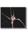 Buschblüten Start's Spider Orchid Living Essences
