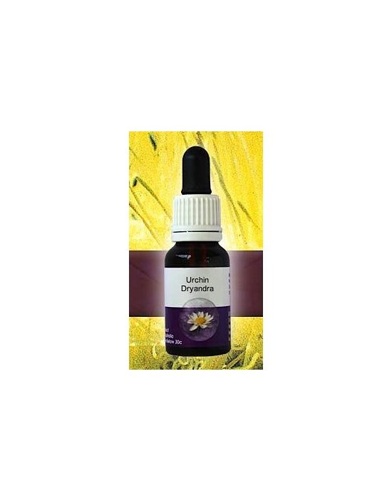 Urchin Dryandra Living Essences Stockbottle 15 ml Australische Buschblüten