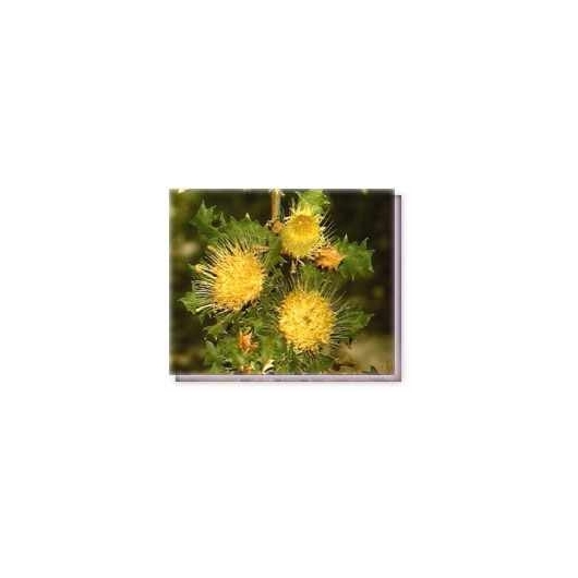 Bachblüten Urchin Dryandra Living Essences