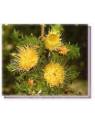 Buschblüten Urchin Dryandra Living Essences