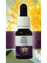 White Nymph Waterlily Living Essences Stockbottle 15 ml bushflowers