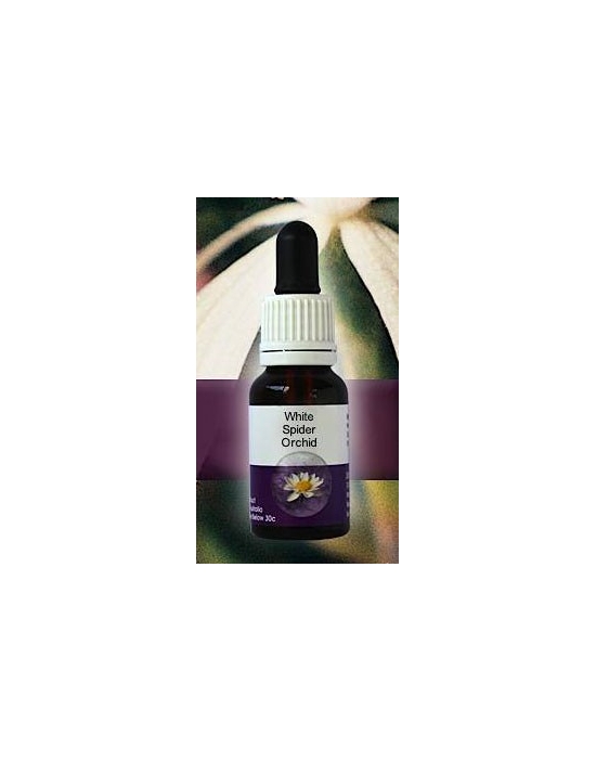 White Spider Orchid Living Essences Stockbottle 15 ml Australische Buschblüten