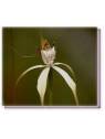 Buschblüten White Spider Orchid Living Essences