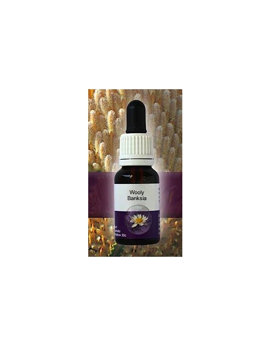 Wooly Banksia Living Essences Stockbottle 15 ml Fiori Australiani