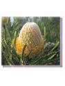 Bachblüten Wooly Banksia Living Essences