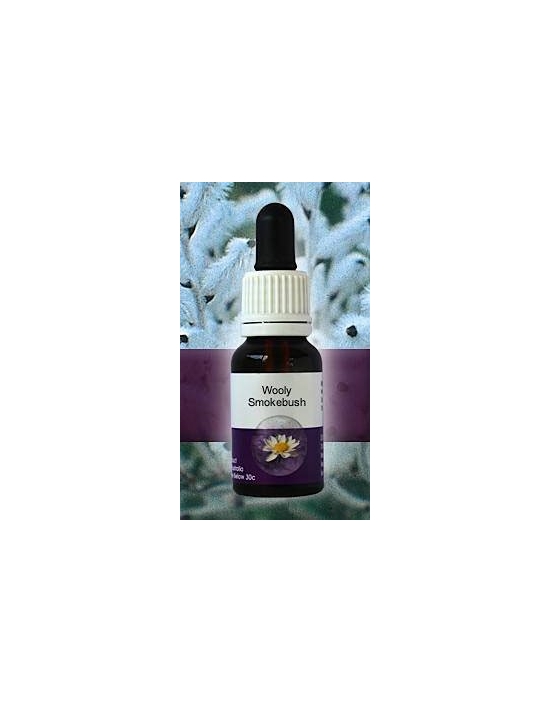 Wooly Smokebush Living Essences Stockbottle 15 ml Fiori Australiani
