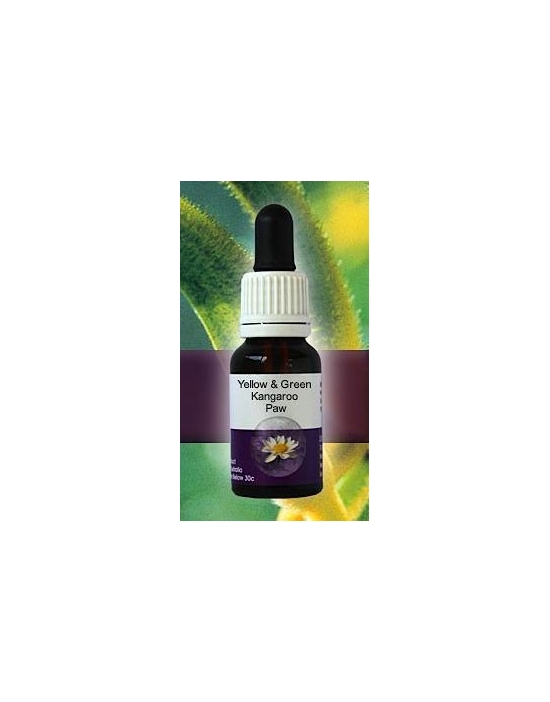 Yellow and Green Kangaroo Paw Living Essences Stockbottle 15 ml bushflowers
