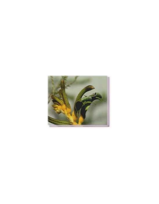 Fiore Yellow and Green Kangaroo Paw Living Essences