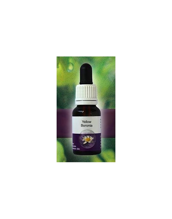 Yellow Boronia Living Essences Stockbottle 15 ml Fiori Australiani